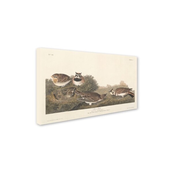 John James Audubon 'Shore Lark' Canvas Art,12x19
